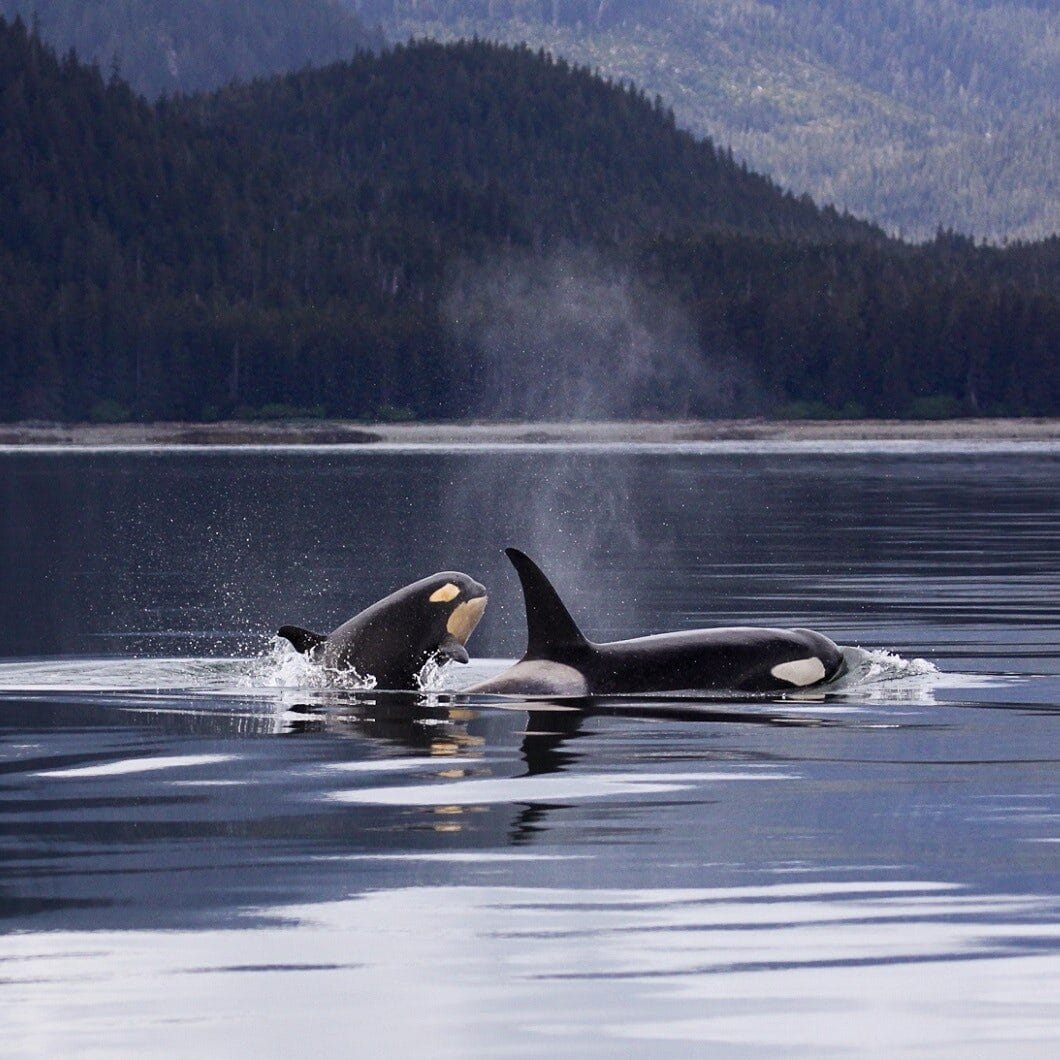 Image: Mother and baby killer whale with mountains in the background