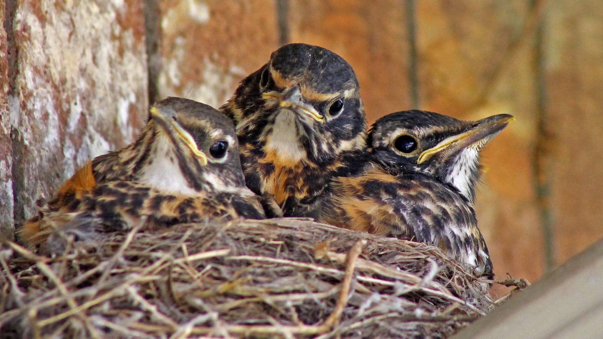 Image: Baby Robins in a nest, clean of poop