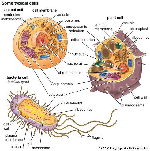 Image: illustration of animal cell, plant cell, and bacteria cell