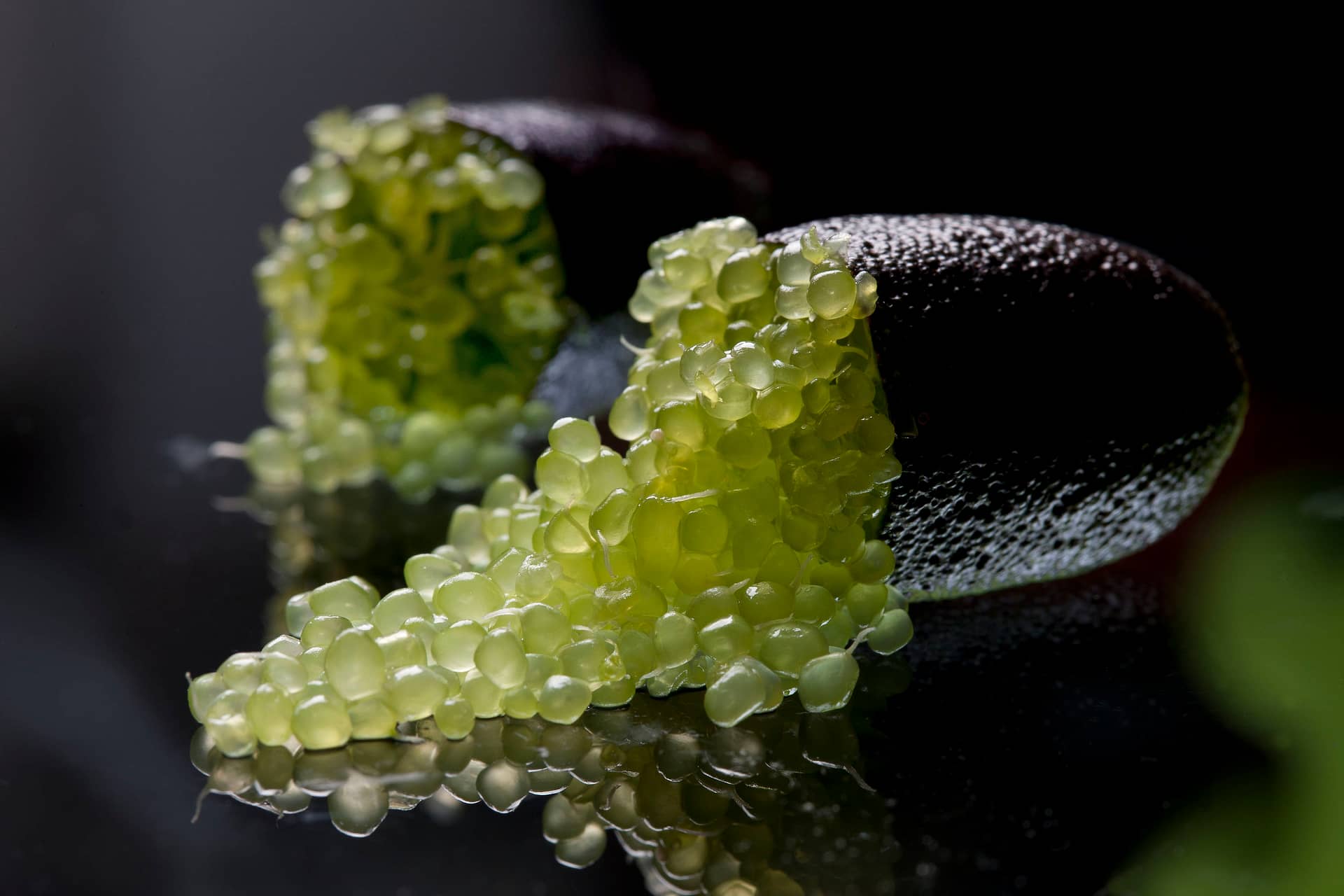 Image: finger limes with the "lime caviar" visible