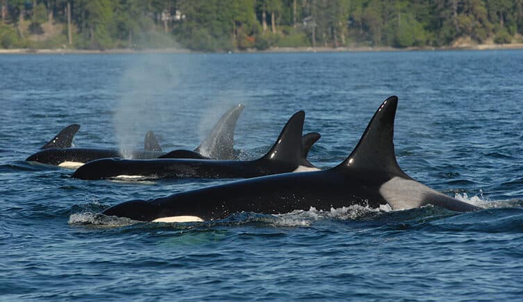 Granny with her pod