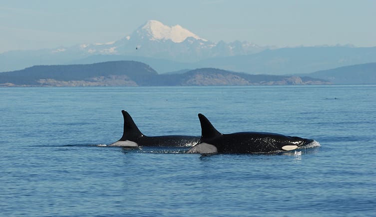 Longest living killer whale