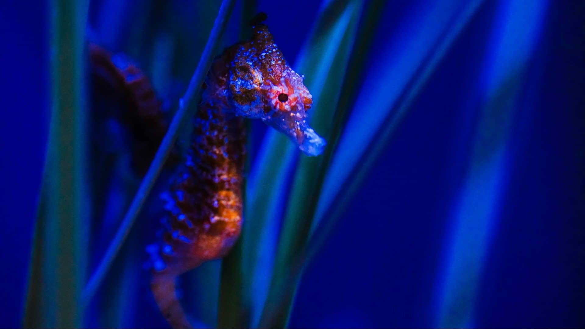 Image: seahorses peering out from sea grass