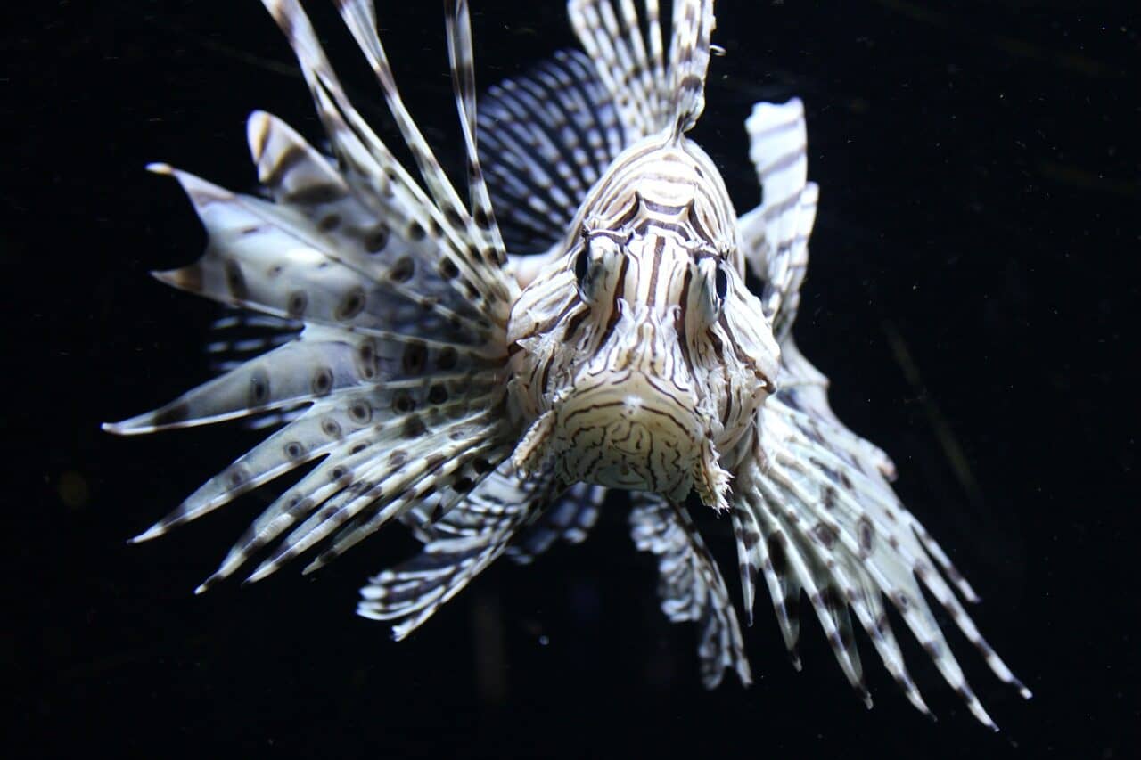 Image: Lionfish staring at the camera with their spines billowing out the side