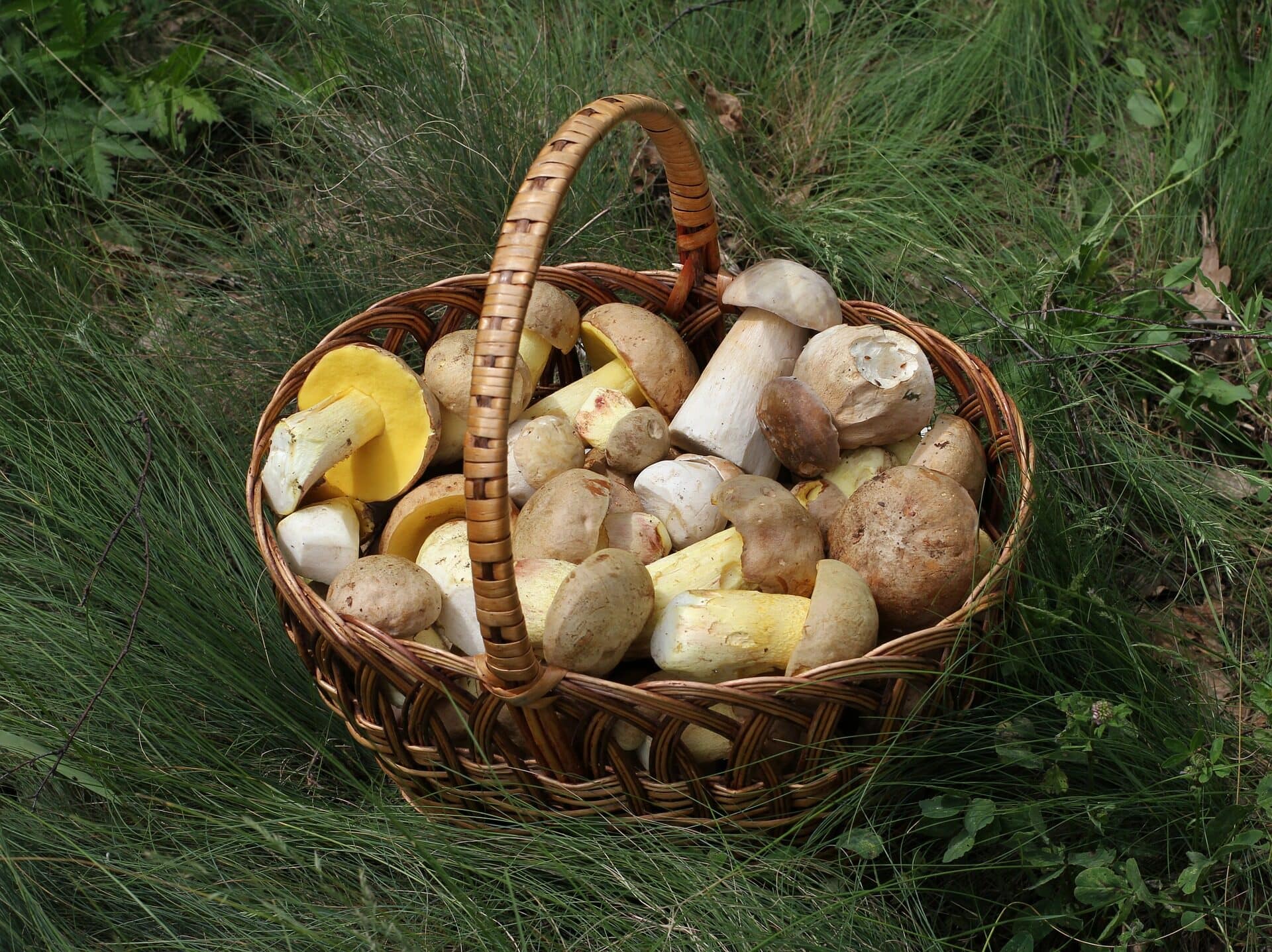 Image: Porcini mushrooms in a basket!