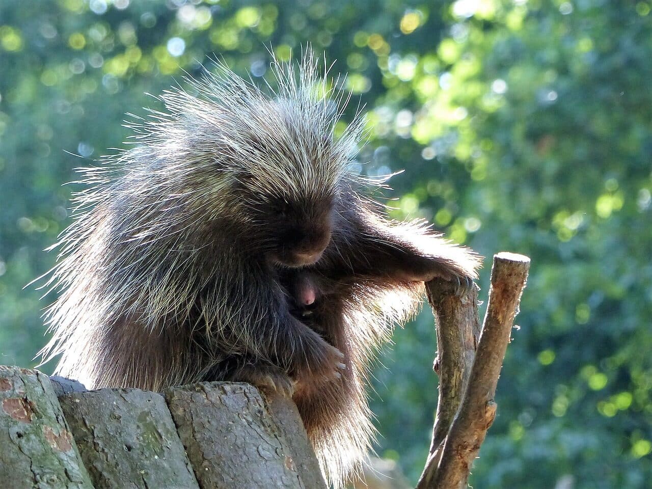 Image: Porcupine sitting on a log