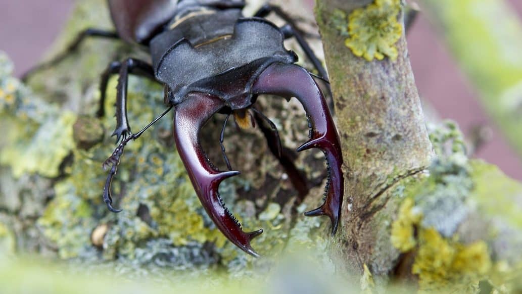 Image: Stag beetle in the ancient new forest in england