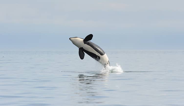 Whale breaching