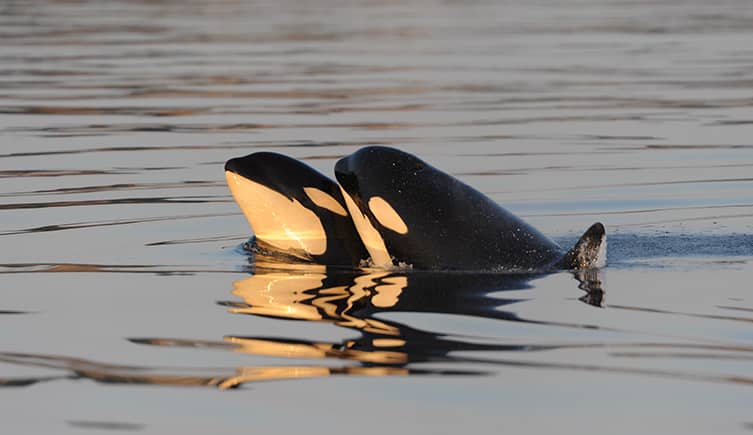 Image: Two whales socialise at the surface 