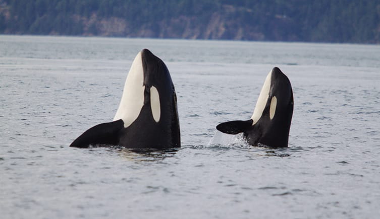 Image: Two whales spy hop to see the world around them above the water