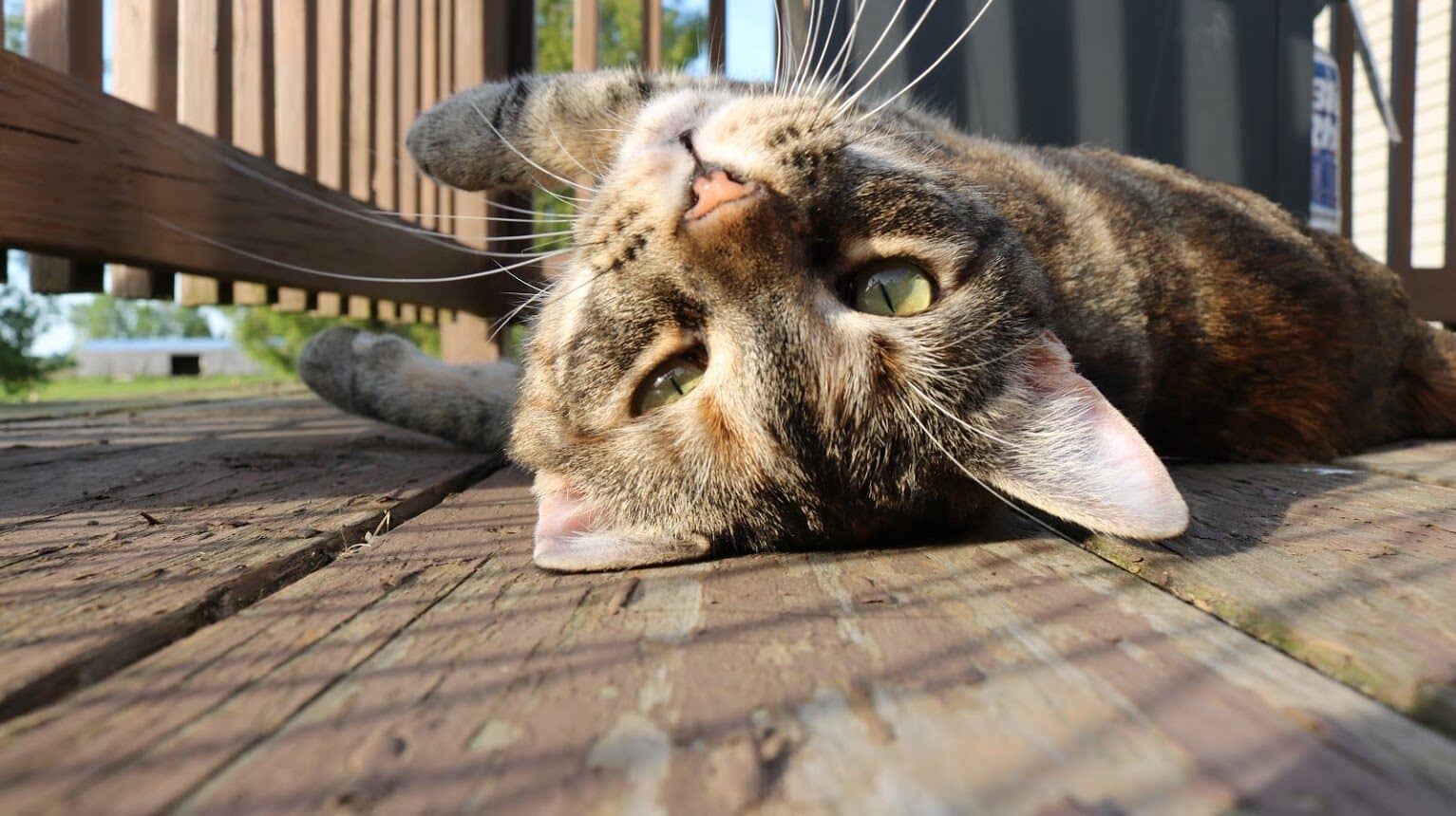 Image: cat laying in the sun