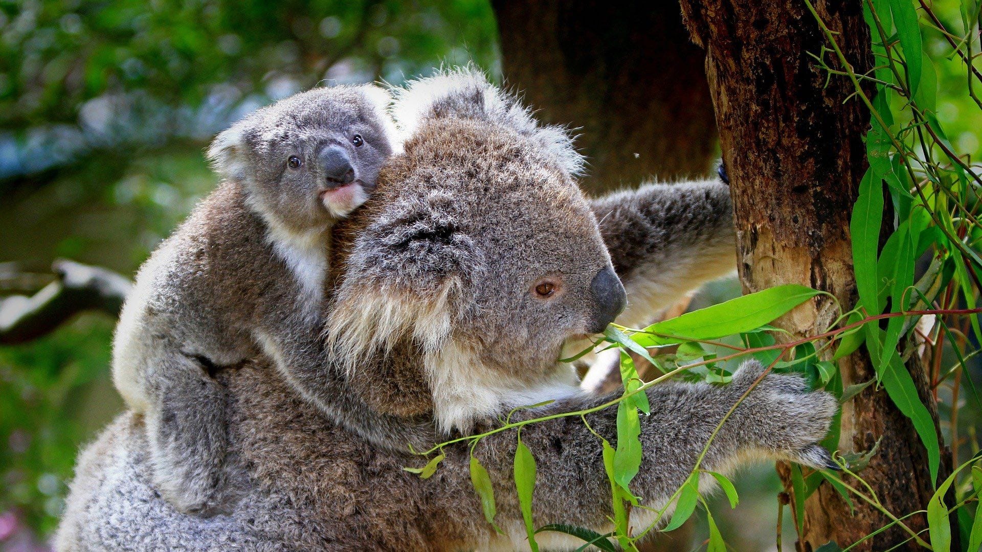 Image: Mother and baby koalas climbing a tree