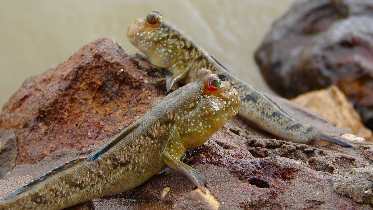 Image: Two mud skippers, fish out of water