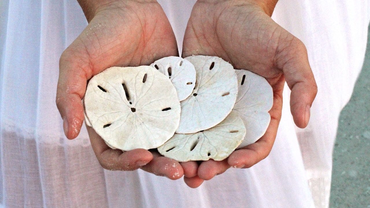 Image: Woman in a white dress holding five sand dollars.
