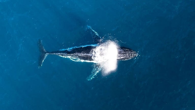 Image: A whale from above.