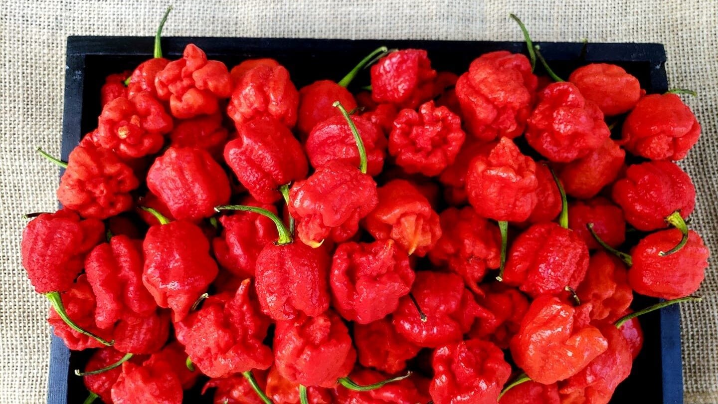 Image: a crate of Carolina Reapers