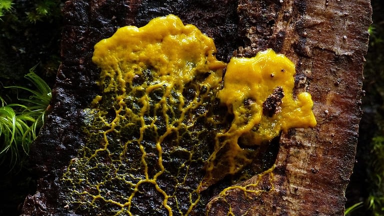 Image: slime mold traveling over a tree