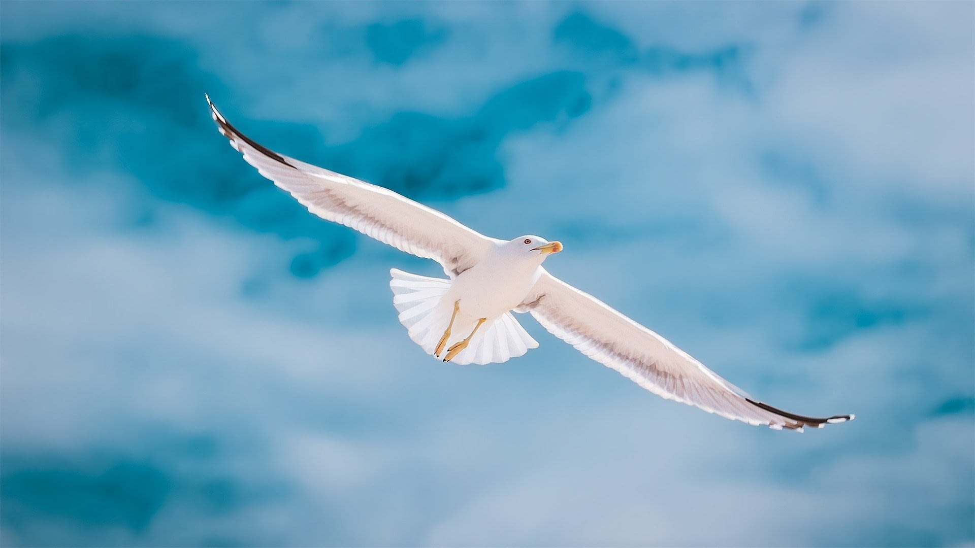 Image: Seagull flying with a blue sky in the background