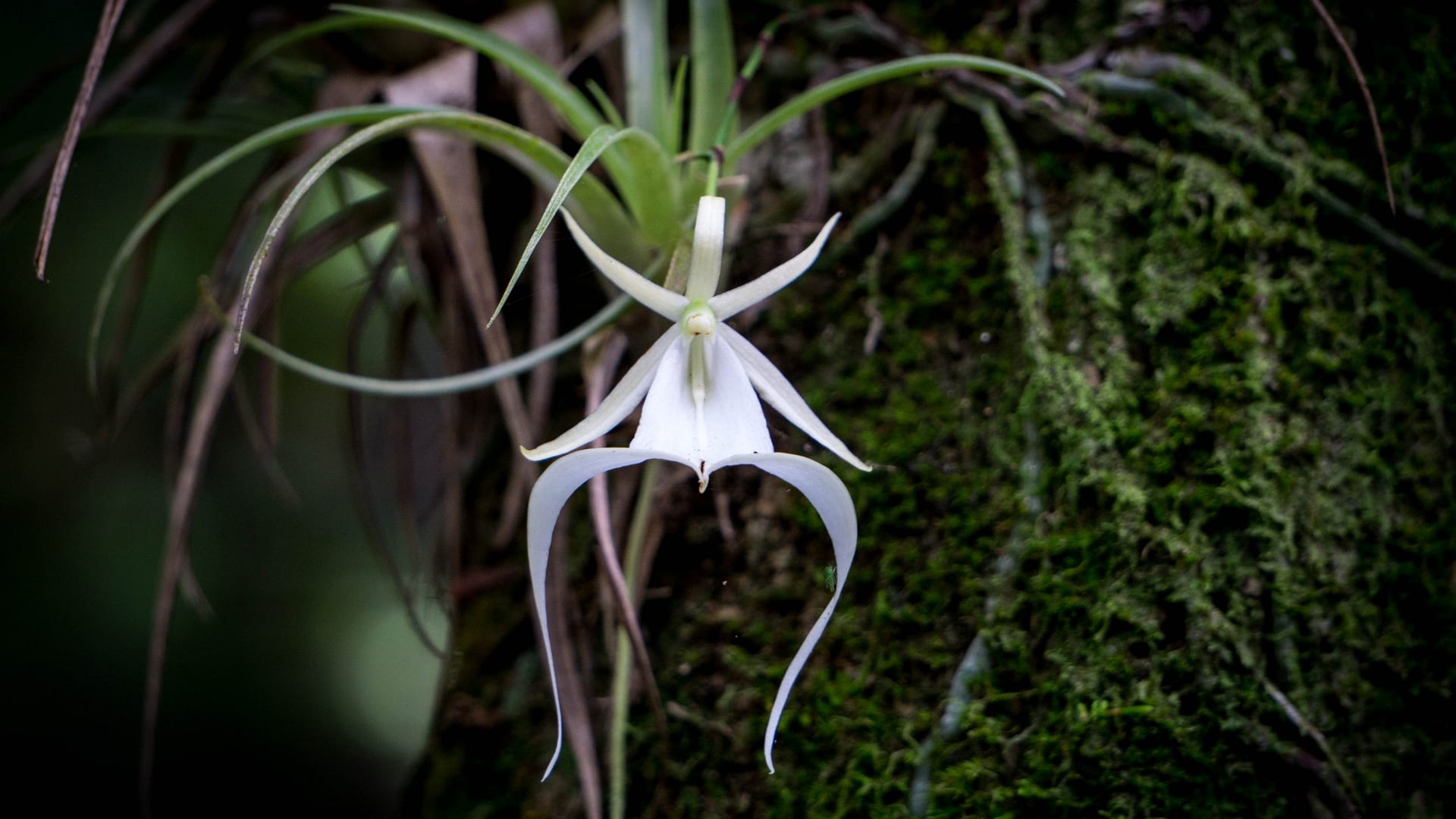 Image: The haunting ghost orchid