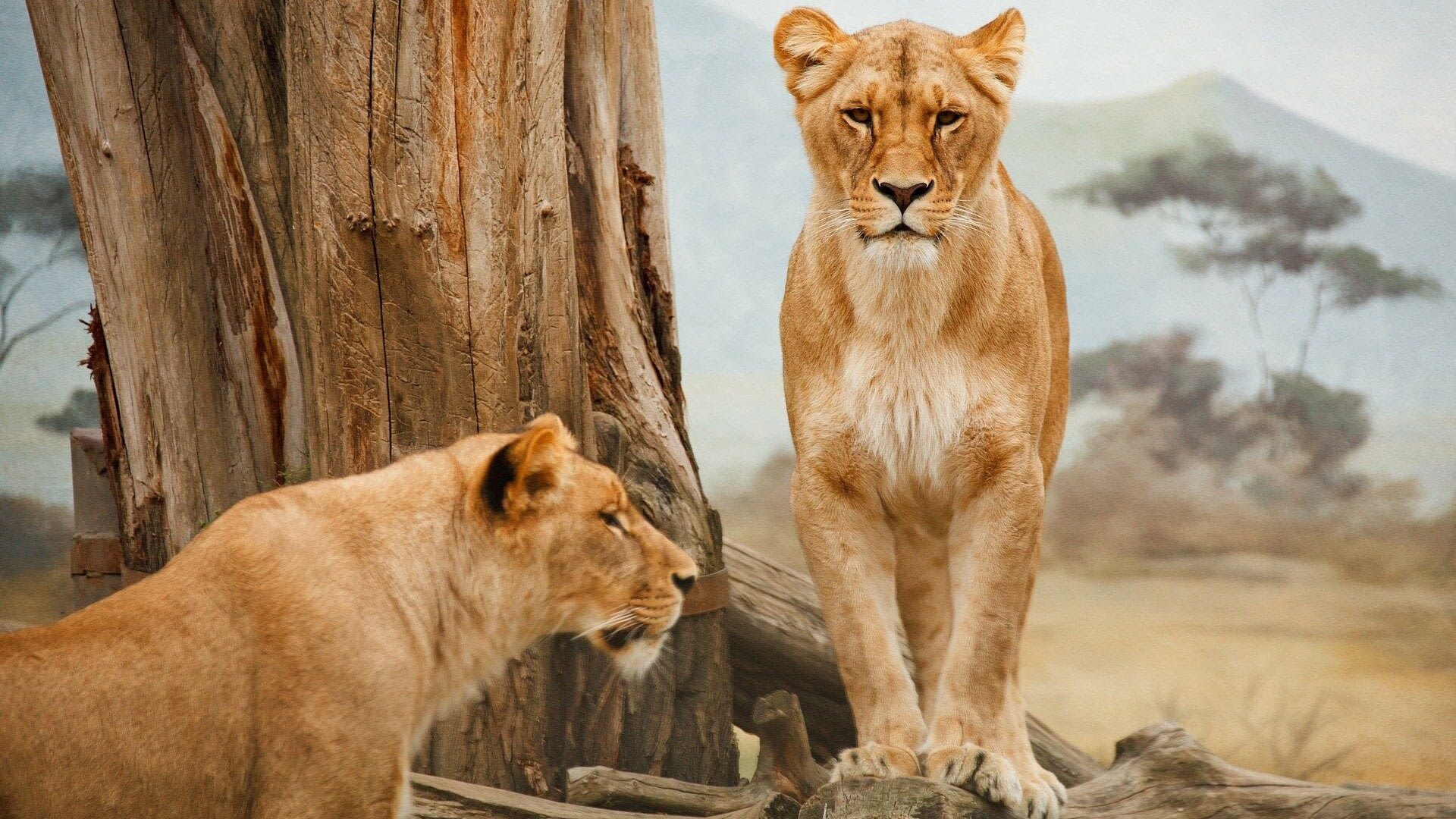 Image: Two lionesses
