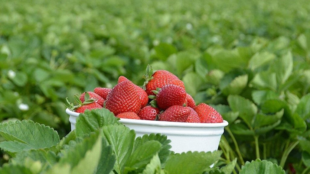 Image: Strawberries, like the ones protected by spider mites, in a bucket sitting in a field