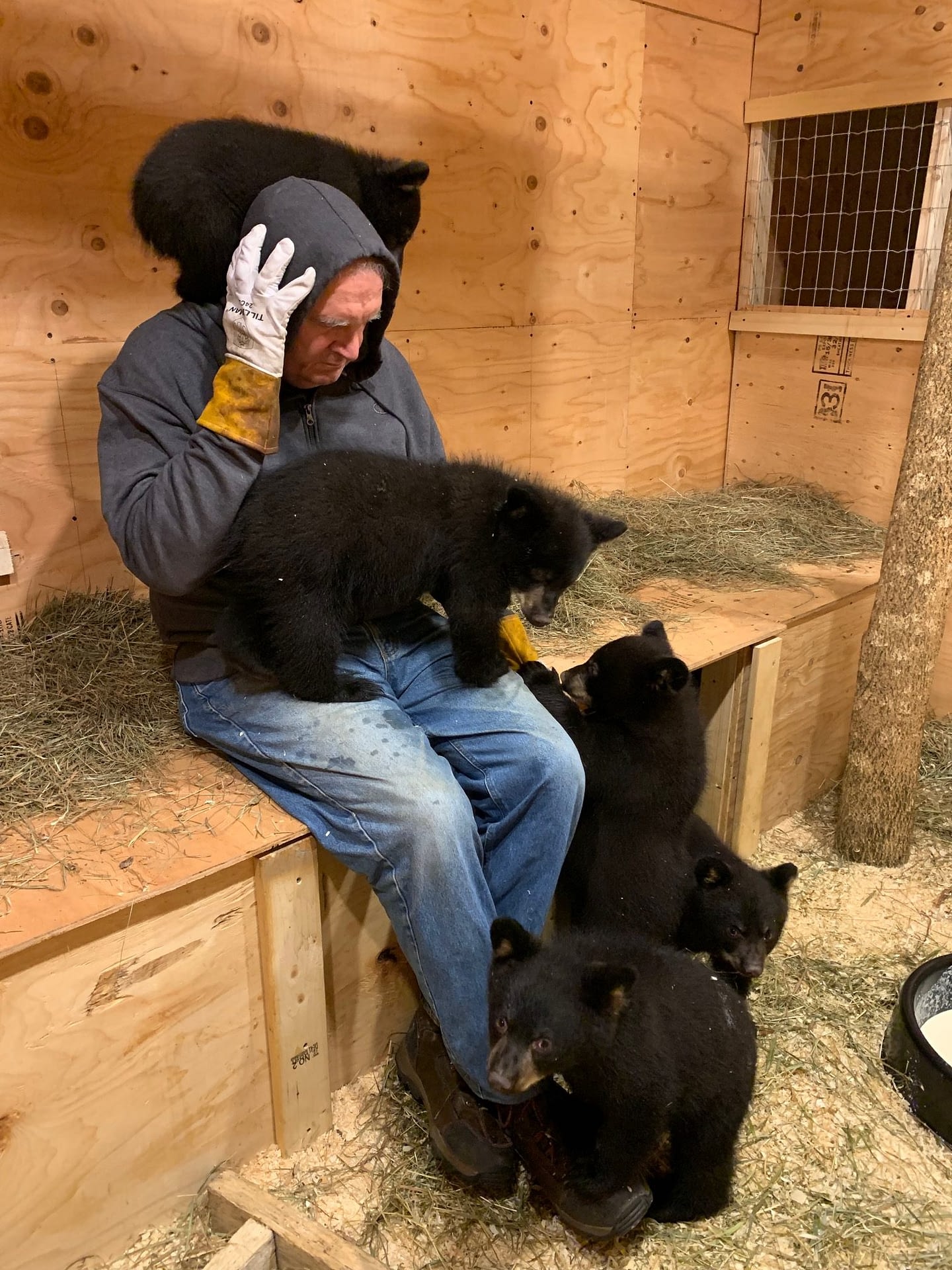 Image: Ben Kilham with multiple bear cubs all over him 