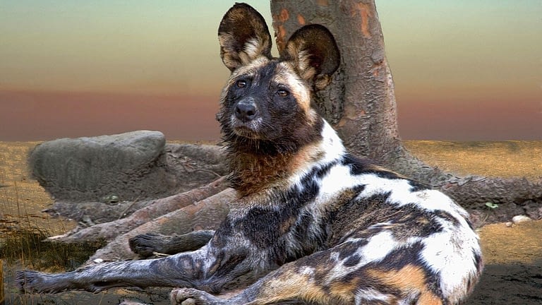Image: An African Wild Dog, also known as a Painted Wolf, laying down against a tree with the sunset in the background