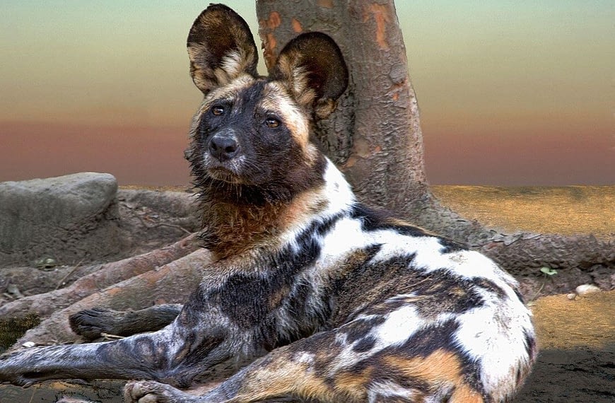 How Painted Wolves Are Saving a National Park!