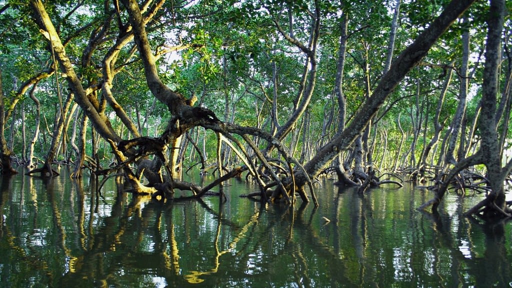Image: A cluster of mangroves emerging from the salt water in Kenya.