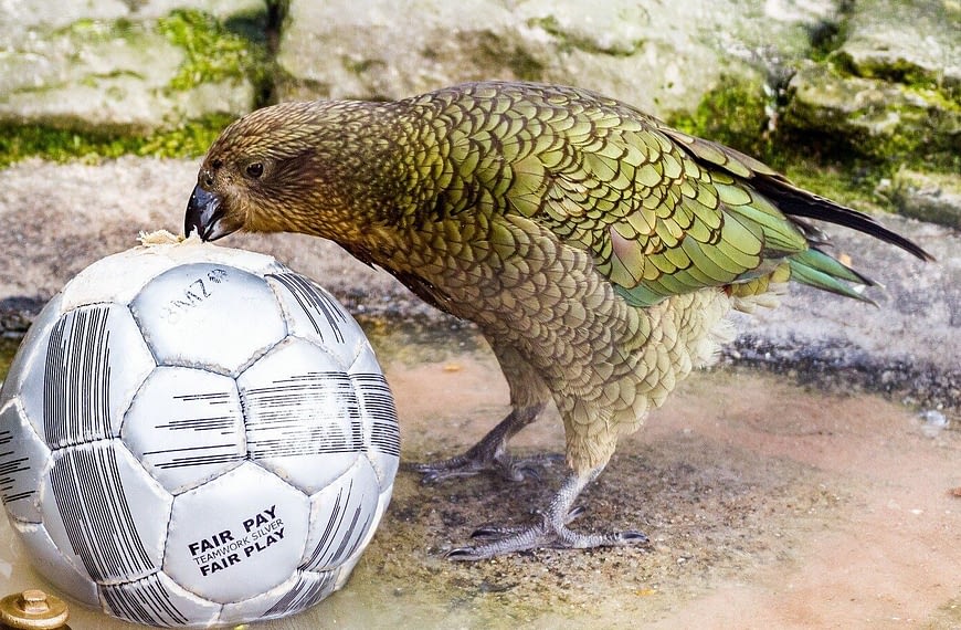 Living with Fun in Mind! Lessons from New Zealand’s Smartest Parrot