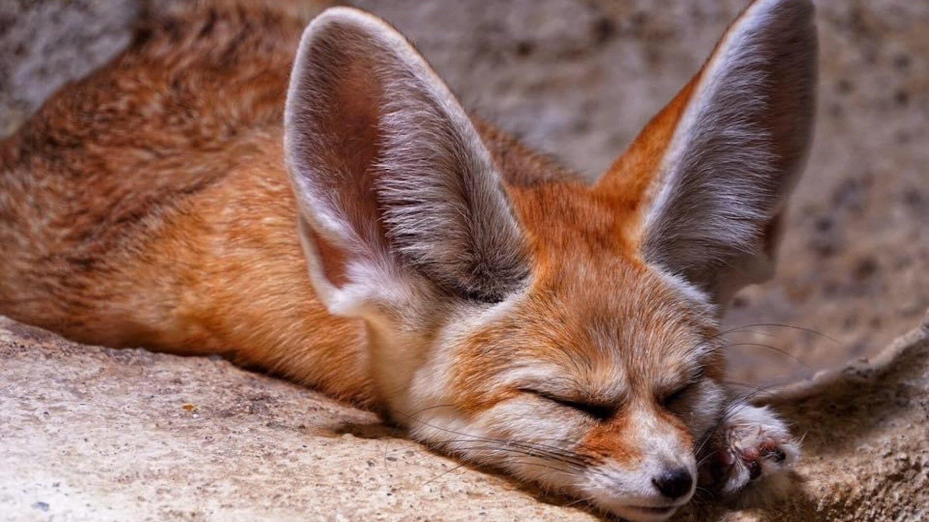 Image: Sleepy fennec fox