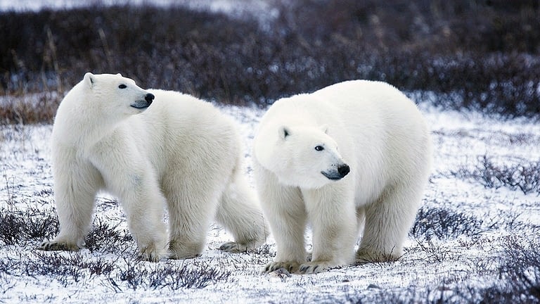 Image: Two polar bears