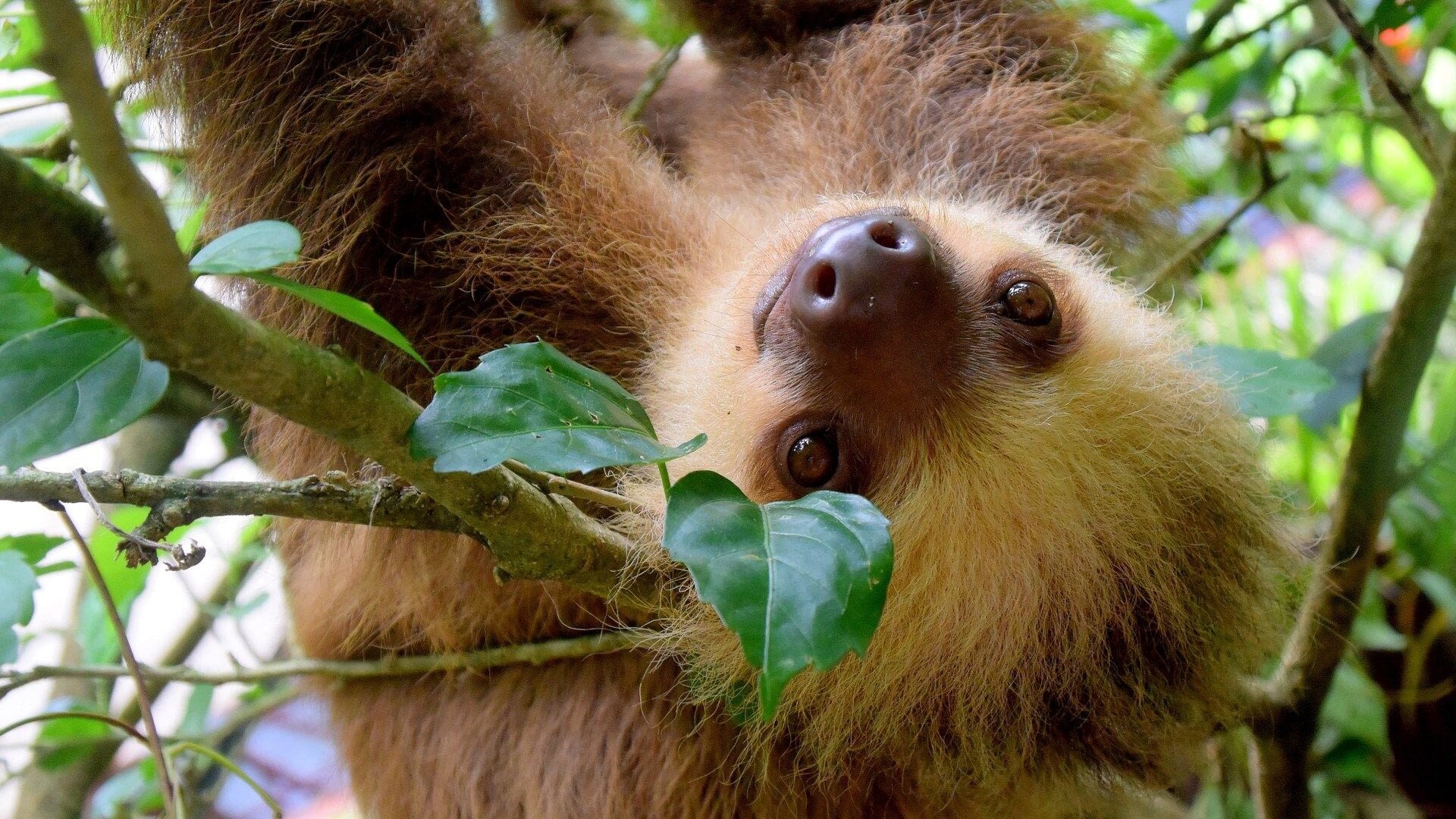 Image: Sloth smiling