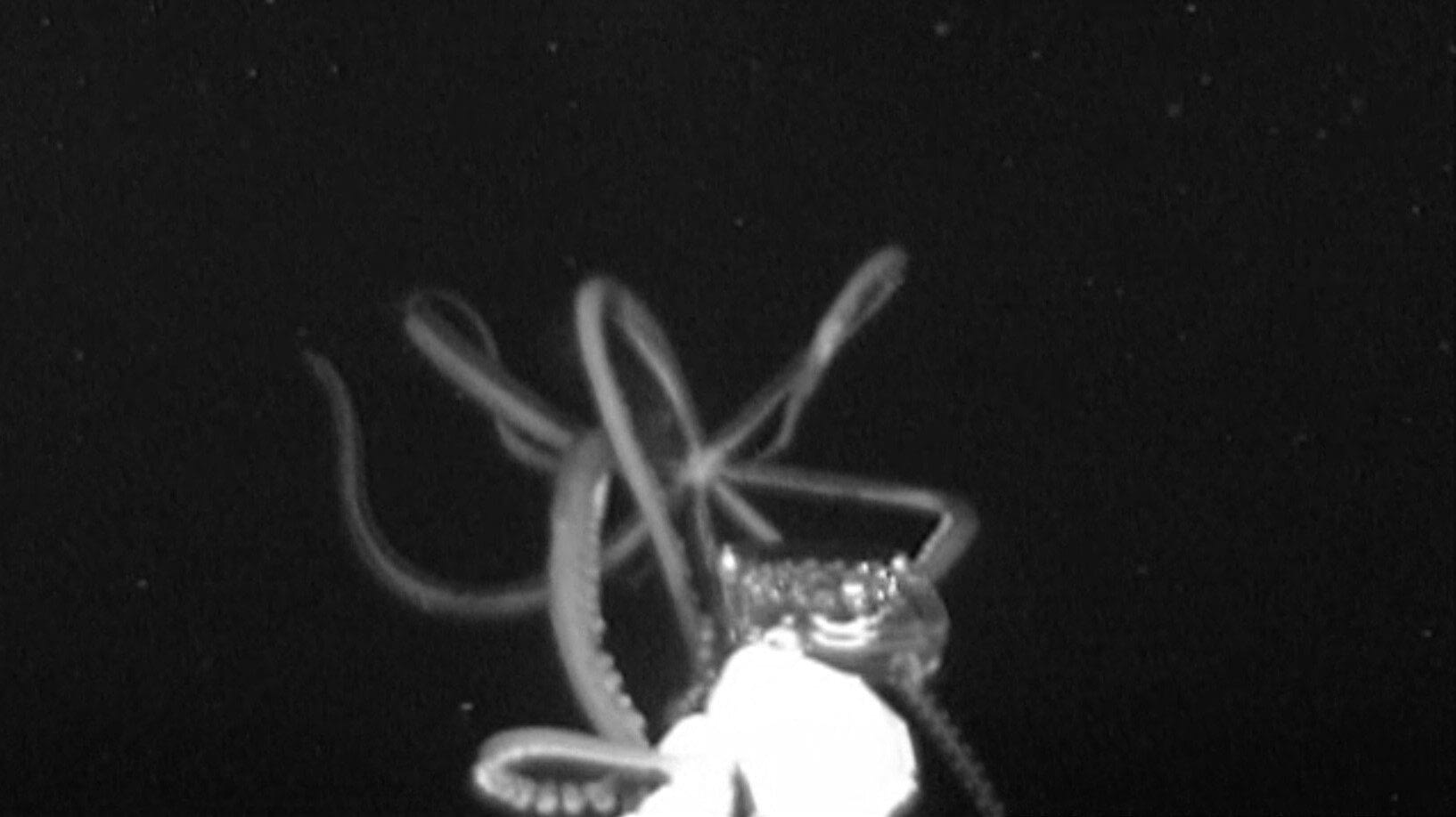 Image: Giant squid captured on video