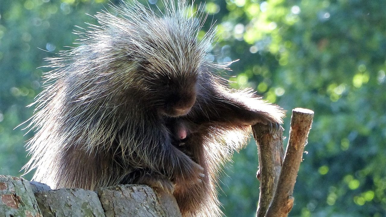 Image: Porcupine sitting on a log