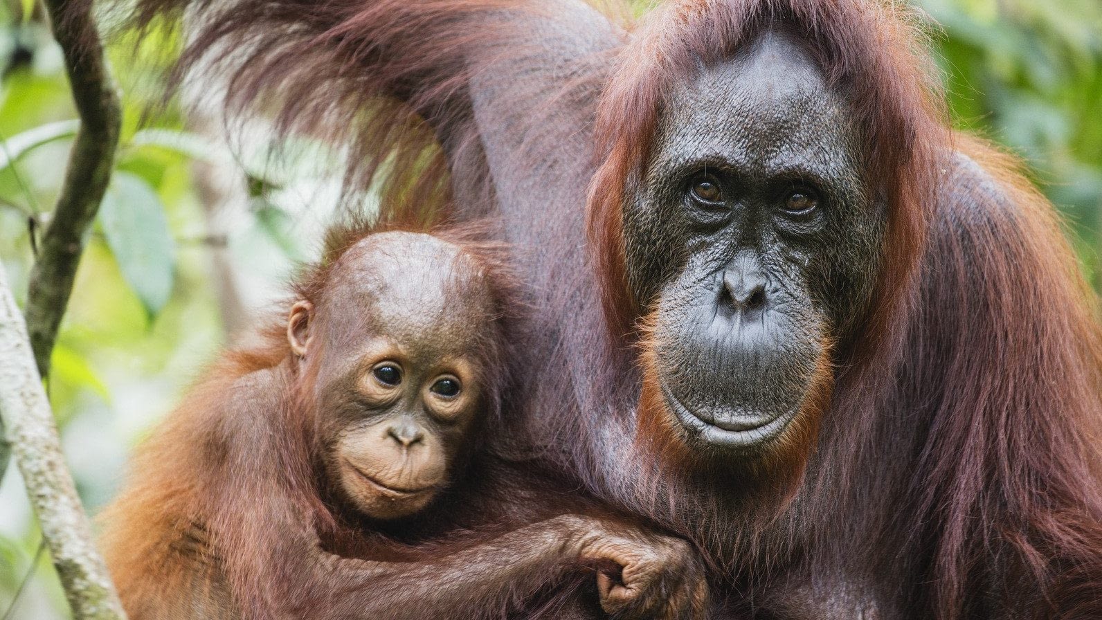 Image: A close-up portrait of a female orangutan (Pongo pymaeus) and her young together, Tanjung Puting National Park, Central Kalimantan, Borneo, Indonesia