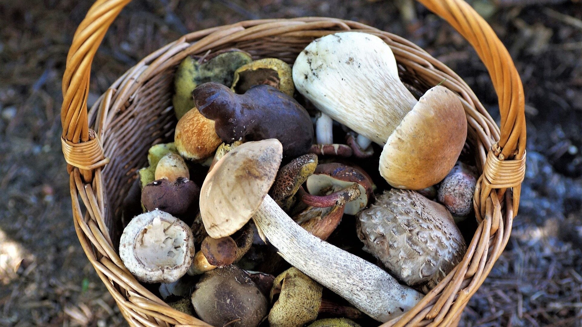 Image: a variety of wild-foraged mushrooms in a woven basket