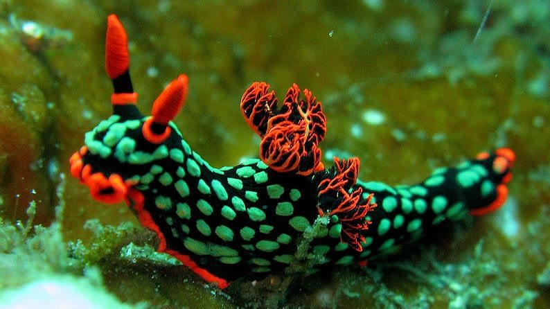 Image: One of the many colorful species of sea slugs, Nembrotha kubaryana nudabranch! 