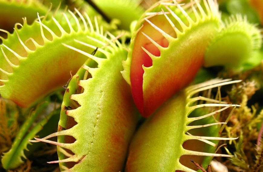Secrets to Surviving: Lessons from Carnivorous Plants