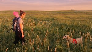 Image: A trainer and dog from Working Dogs for Conservation standing in a field.