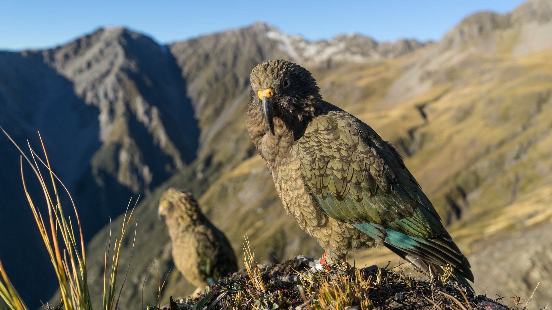 Image: two kea's sitting majestically on a rock with New Zealand's mountains behind them 