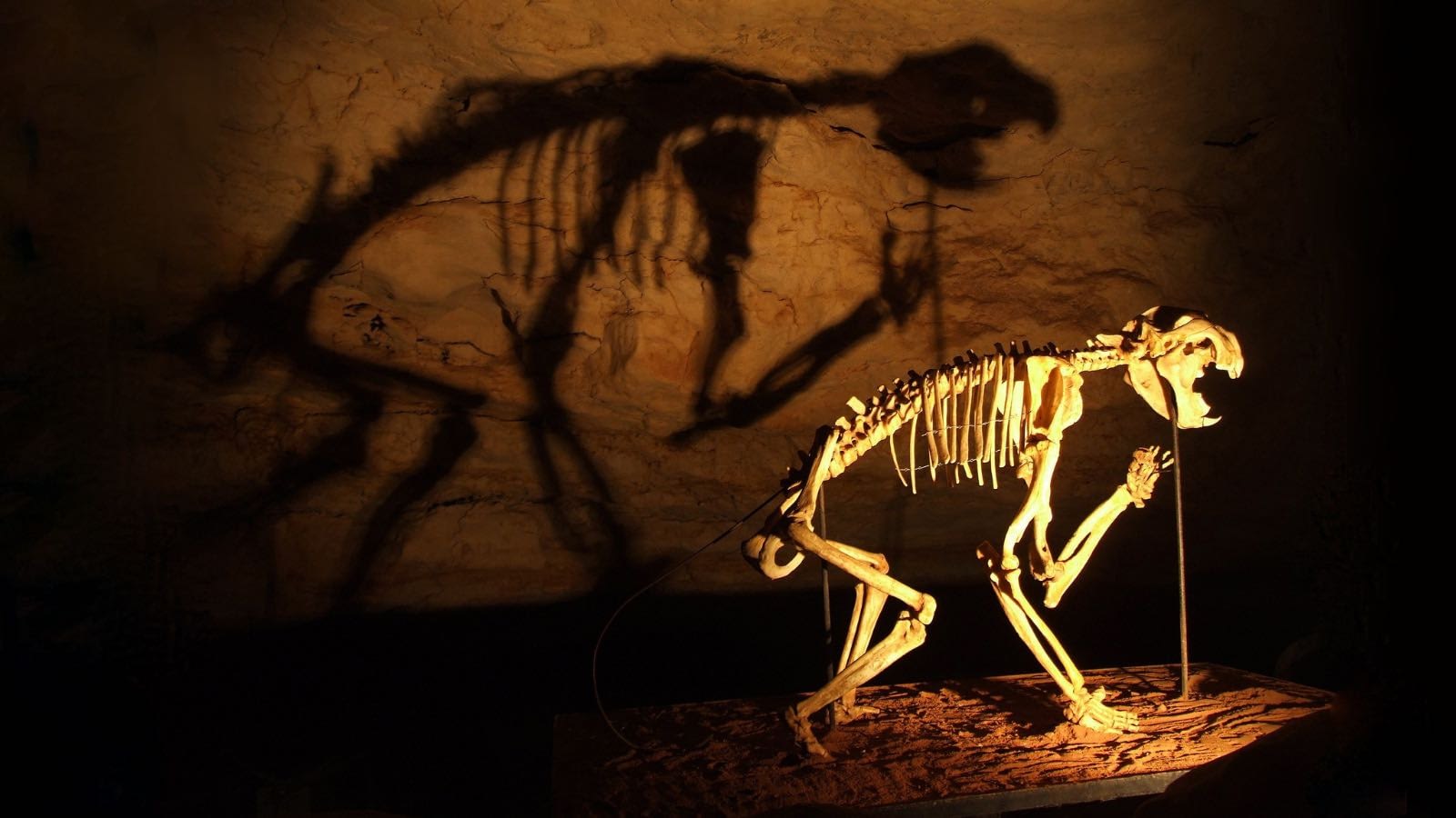 Image: skeleton of marsupial lion, one of many Australian megafauna