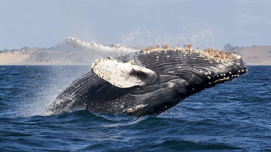 Image: A whale breaching the ocean's surface, with barnacles stuck to its chin