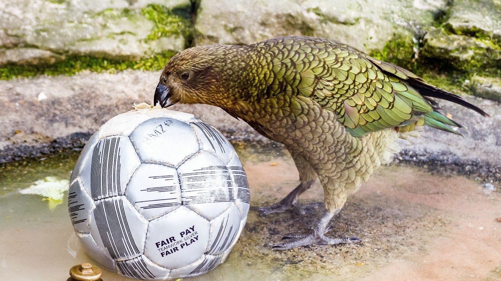 Image: a very curious kea checking out a soccer ball