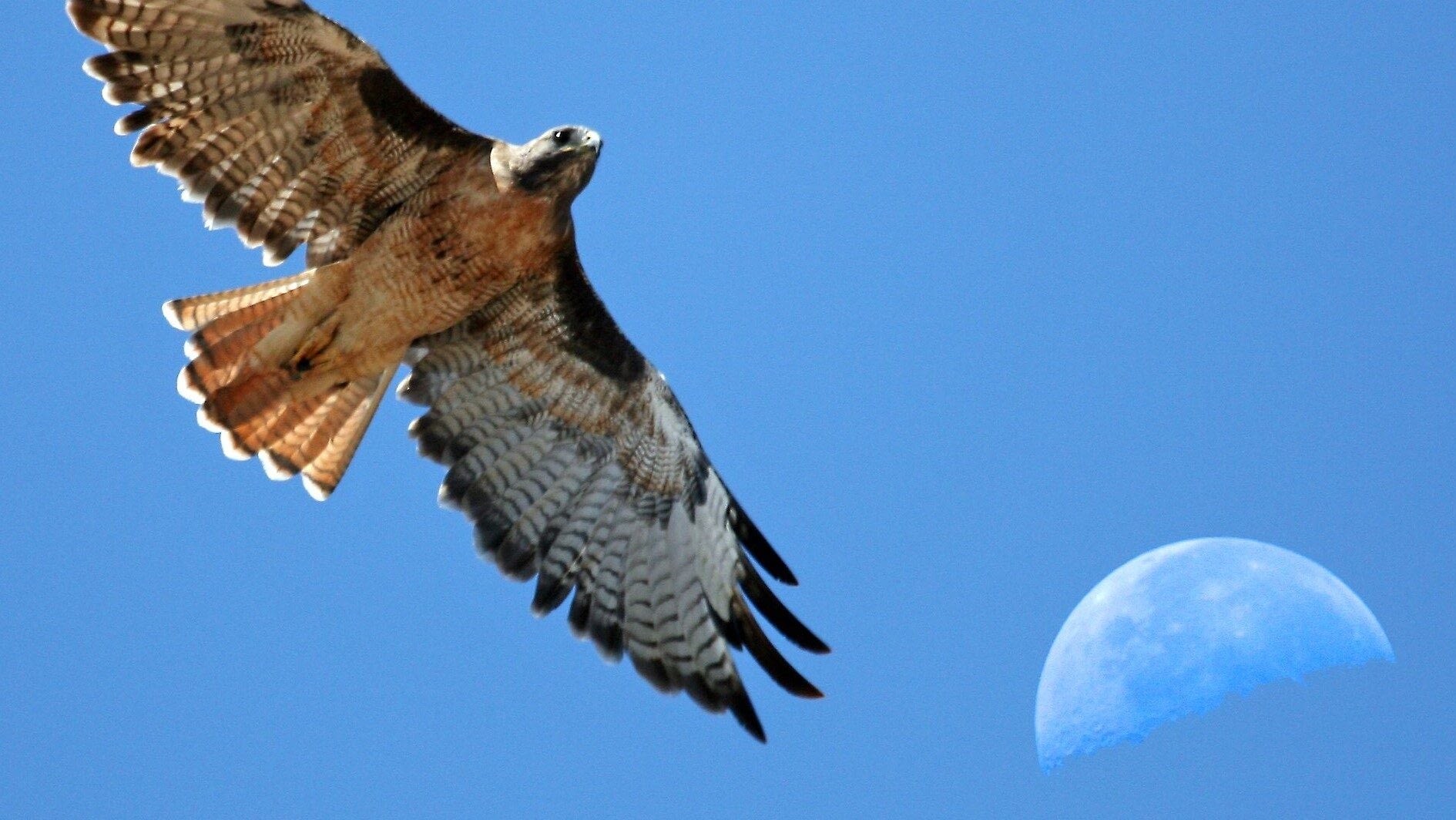 Image: A red tailed hawk flies with the moon in the background