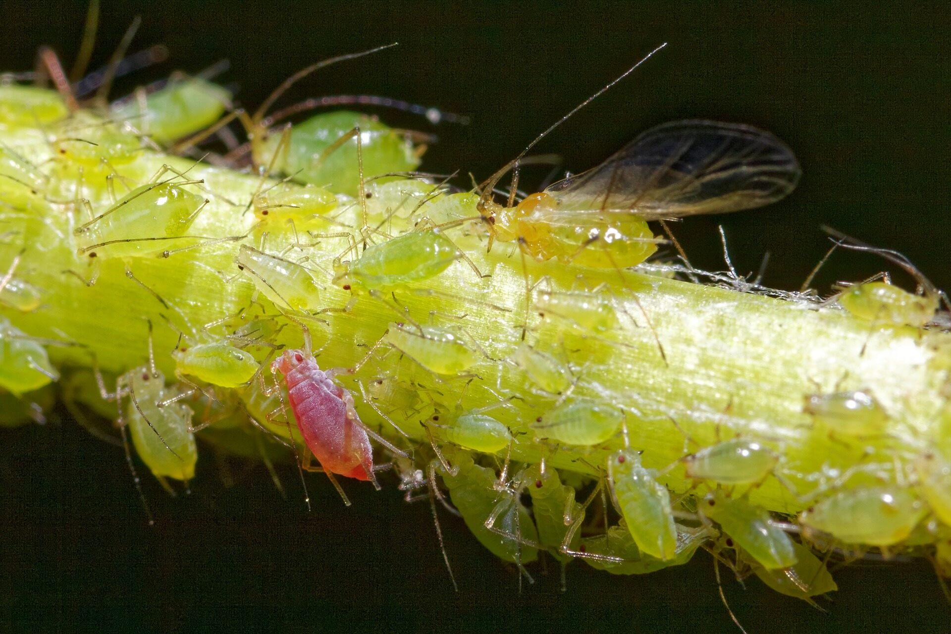 Image: Stem with aphids on it