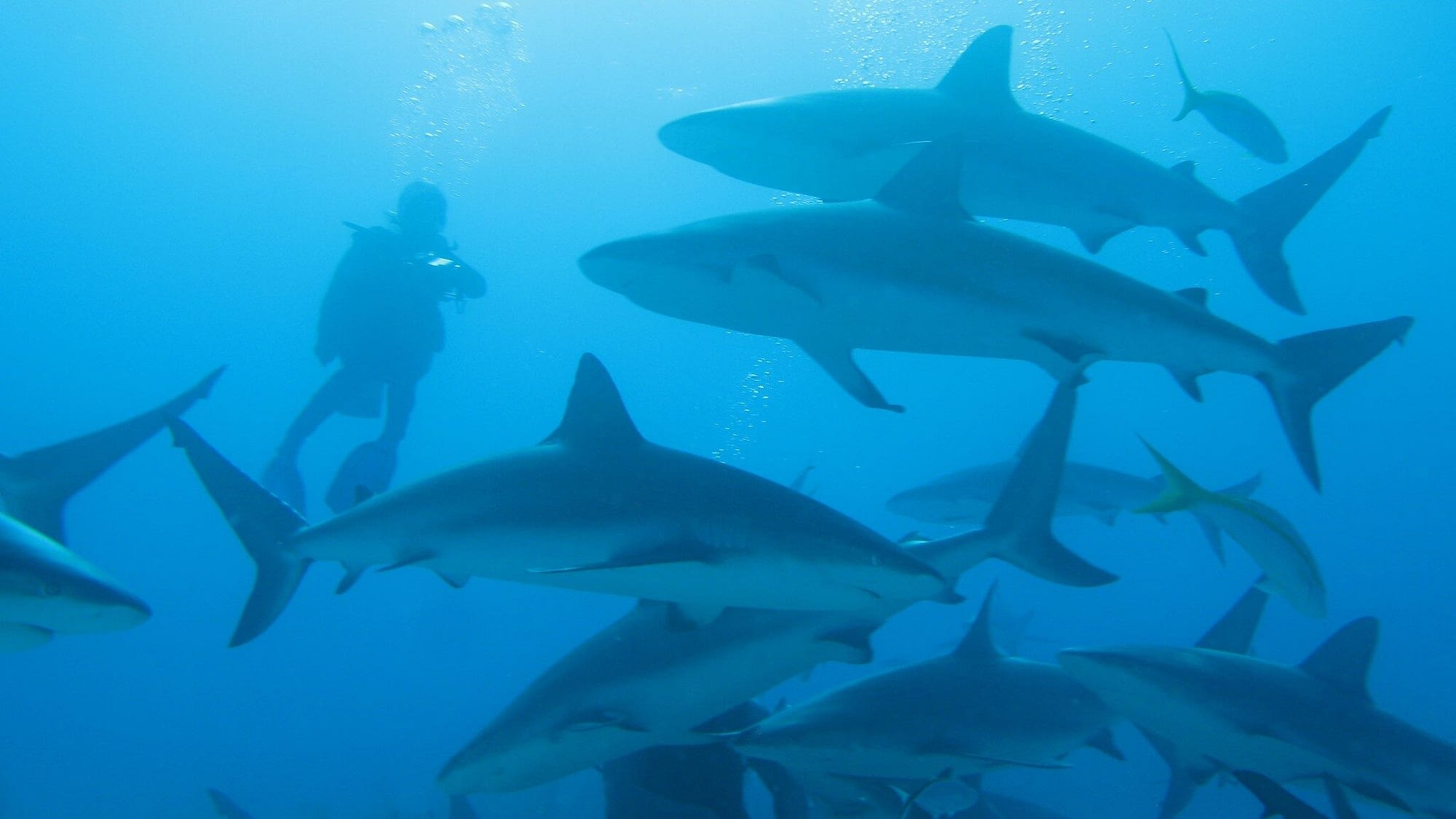 Image: diver swimming with reef sharks