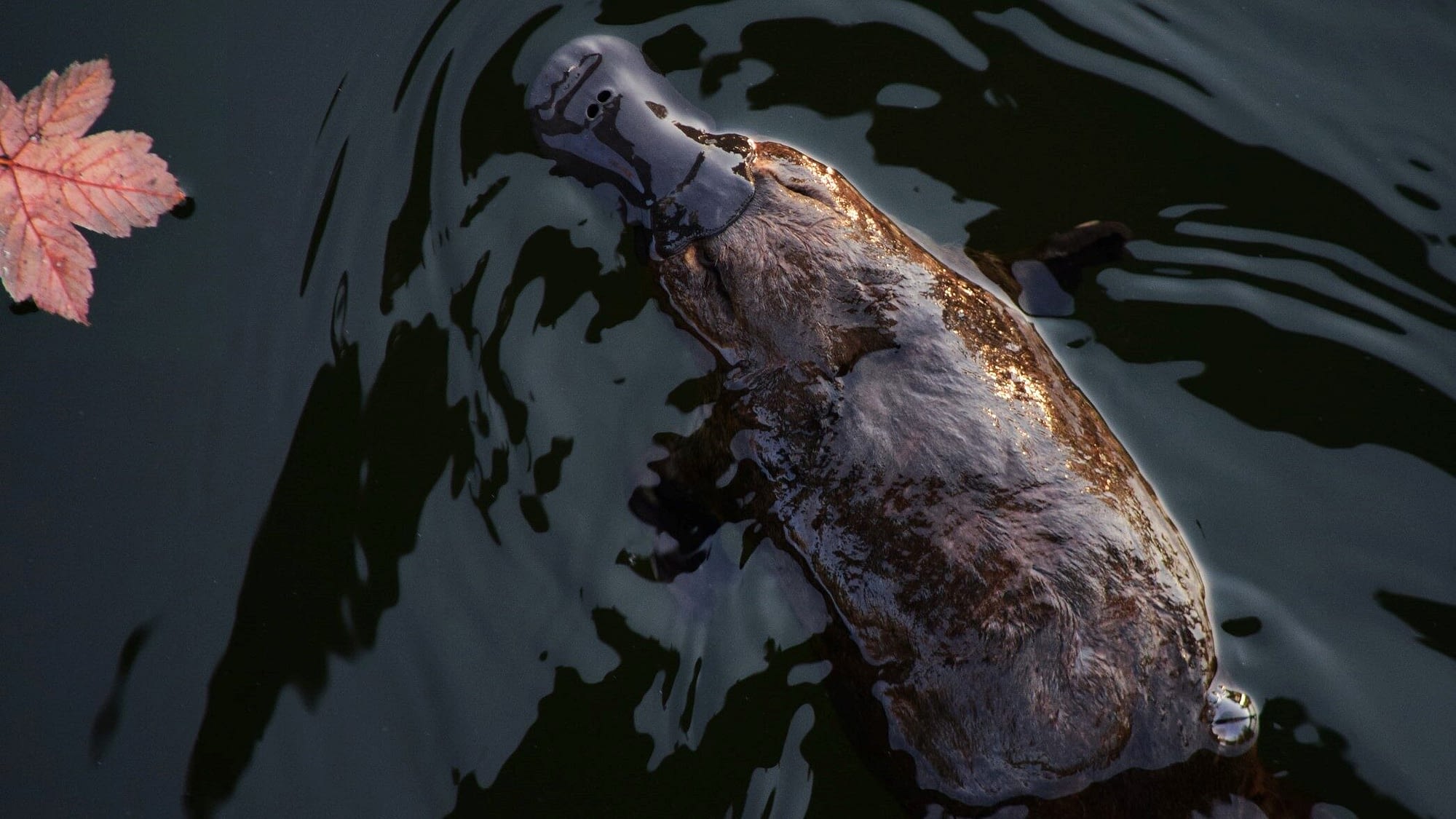 Image: view of a platypus in the water from the top