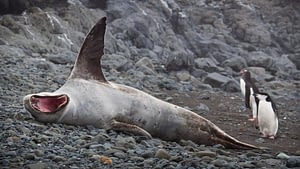Image: Leopard seals and penguins