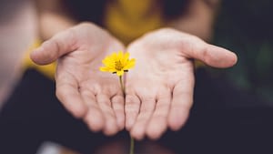 Image: Two hands holding out a small yellow flower, extending care during a confrontation